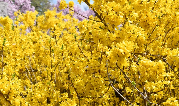 Yellow Forsythia bush in bloom