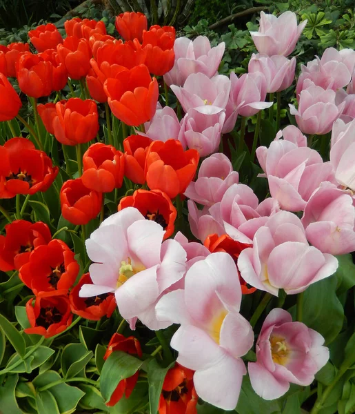 Aiuola con tulipani rossi e rosa — Foto Stock