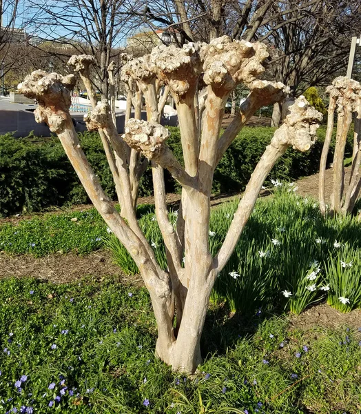 TUNED Crape Myrtle tronc d'arbre au printemps — Photo