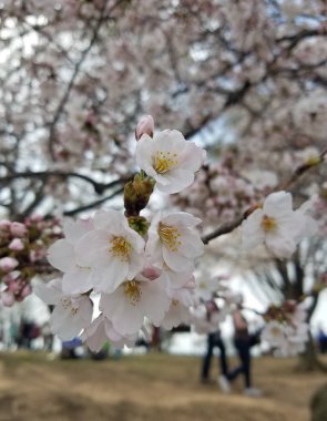 Bir kiraz ağaç gövdesi, erken Bahar arka planlar için çiçek açan bir çiçek ile yakın çekim