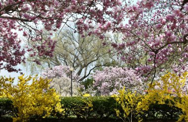 Bahar arkaplanları için çiçek açan manolya ağaçları ve çalılıklarla manzara.