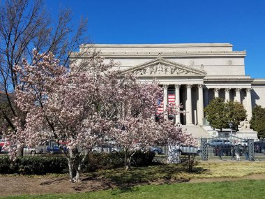 ABD 'nin başkenti Washington' da düzenlenen ilkbahar Kiraz Çiçeği Festivali sırasında Ulusal Arşiv 'in yanında çiçek açan kiraz ağaçları görülüyor..