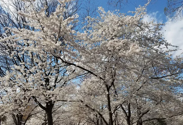 Árboles Florecientes Primavera Con Ramas Plena Floración Contra Cielo Azul — Foto de Stock