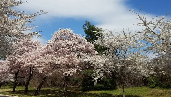 Cerisiers Pleine Floraison Printemps Cherry Blossom Festival Washington États Unis — Photo