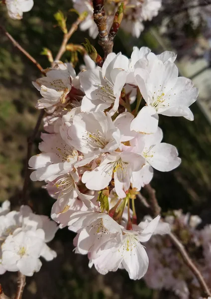 Nahaufnahme Auf Blühenden Rosa Kirschbaumblüten Für Frühlingshafte Hintergründe — Stockfoto