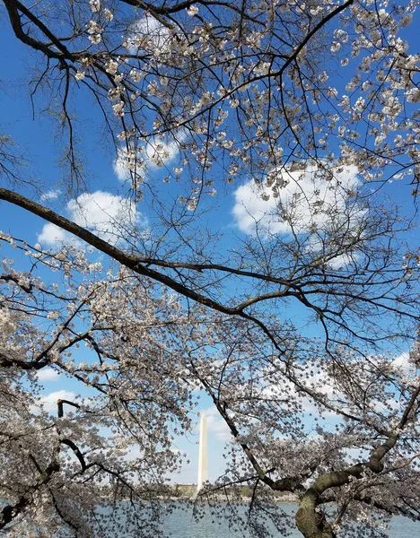 Cerisiers Printaniers Pleine Floraison Avec Des Branches Contre Ciel Bleu — Photo