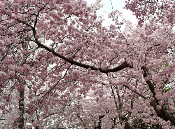在美国华盛顿举行的樱花节期间 春天开花的树 枝条盛开 — 图库照片
