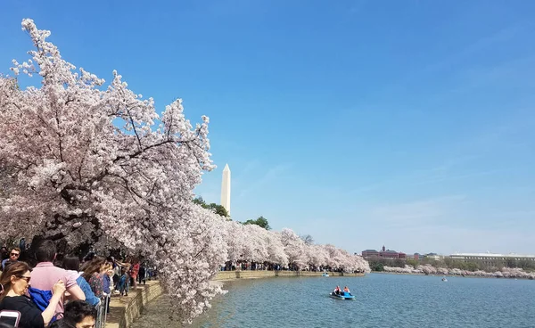 Washington Abril 2019 Uma Grande Multidão Turistas Passeando Sob Cerejeiras — Fotografia de Stock