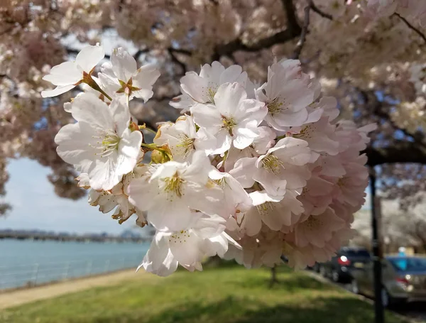 Close-up on blooming pink cherry tree flower clusters, for early spring backgrounds — Stock Image Close Blooming Pink Cherry Tree Flower Clusters Early Spring Backgrounds Stock Image