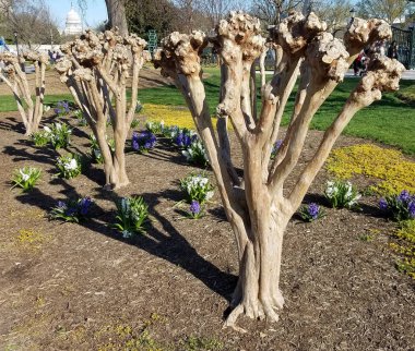 Pruned Crape Myrtle ağaç gövdeleri çiçek açmaya hazır, ilkbahar başları manzaraları için..