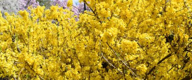 Baharın ilk zamanlarında, sarı çalılar ile birlikte Forsythia çiçekleri tamamen çiçek açtı..
