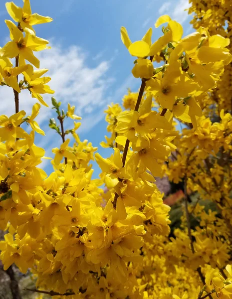 Gelbe Sträucher Von Forsythia Blumen Voller Blüte Für Den Frühen — Stockfoto