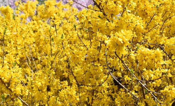 Early spring landscape with yellow bushes of Forsythia flowers in full bloom.