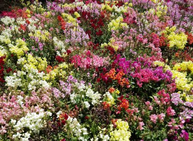 Çiçekli yatak dokusu ve çok renkli aslanağzı çiçeği karışımı..