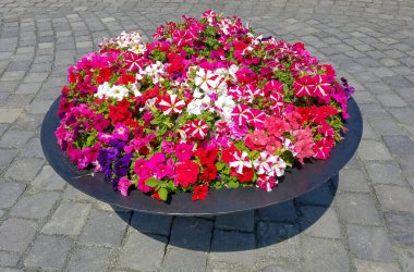 Çiçek arka planında petunyalar bir parke taşı sokağında bir arazi ekicide.