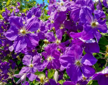 Çiçek manzarası için Clematis çiçeklerine tırmanan menekşe kümesi