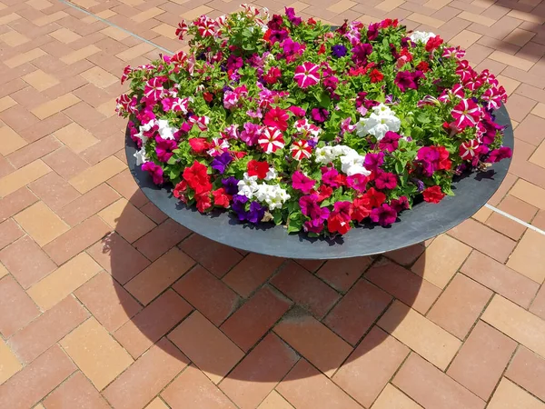 Red, white and purple petunias in a flower planter on a ceramic tiled patio for landscapes and floral backgrounds.