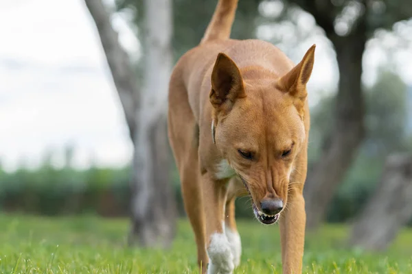 Young Brown dog attacking and running towards the camera in a garden