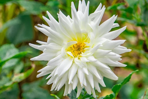 Dahlia White Petals Yellow Pitils Green Leaf Background — Stock Photo, Image