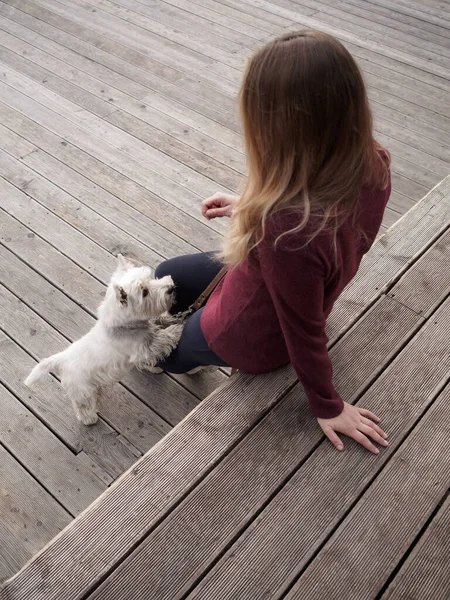 Белый терьер Западного Хайленда и молодая девушка. Собака прижимается к человеку и доверчиво смотрит ему в глаза. . — стоковое фото