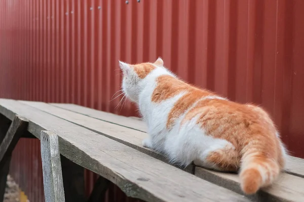 Vue arrière d'un chat blanc avec des taches rouges, couché dans une posture tendue d'un chasseur. C'est une sale journée. . — Photo