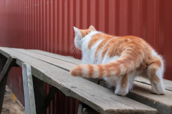 Vue arrière d'un chat blanc avec des taches rouges, couché dans une posture tendue d'un chasseur. C'est une sale journée. . — Photo