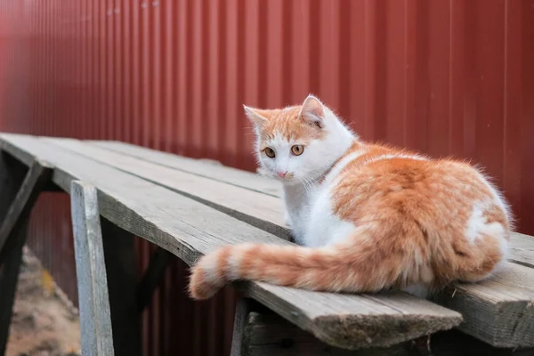 Vista trasera de un gato blanco con manchas rojas, acostado en una pose tensa de un cazador. Es un día desagradable. . — Foto de Stock