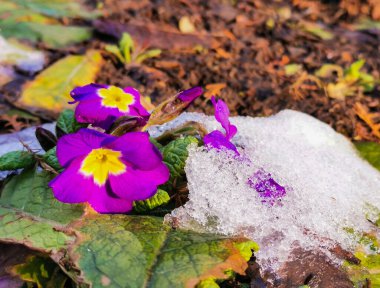 Baharın başında parlak mor çiçekler güneşli bir günde güneşin altında eriyor. Kış sonrası yaşam doğa.