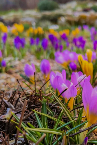 Multi Colored Bright Crocuses Rocky Soil First Spring Flowers Come — Stock Photo, Image