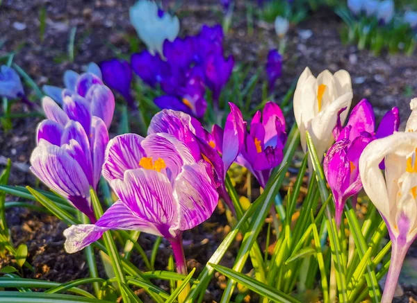 Croces Brillantes Multicolores Suelo Rocoso Las Primeras Flores Primavera Cobran — Foto de Stock