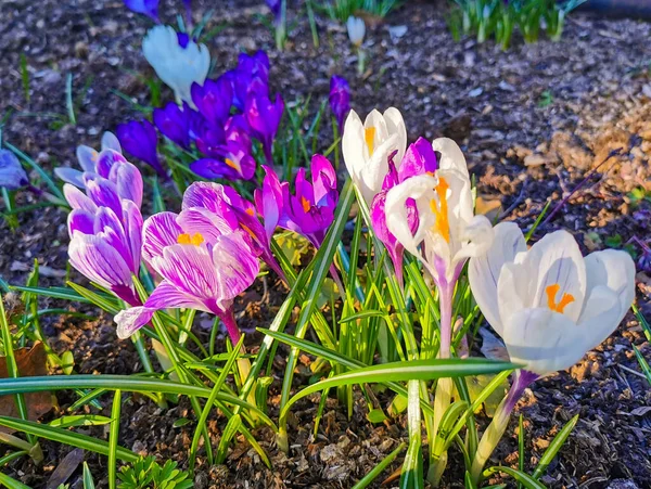 Croces Brillantes Multicolores Suelo Rocoso Las Primeras Flores Primavera Cobran — Foto de Stock