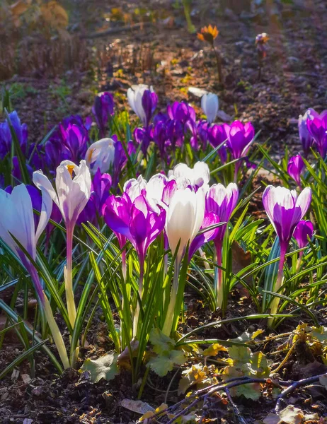 Croces brillantes multicolores en suelo rocoso. Las primeras flores de primavera cobran vida después de que la nieve se derrite — Foto de Stock