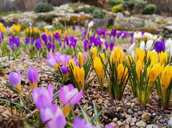 Croces brillantes multicolores en suelo rocoso. Las primeras flores de primavera cobran vida después de que la nieve se derrite — Foto de Stock