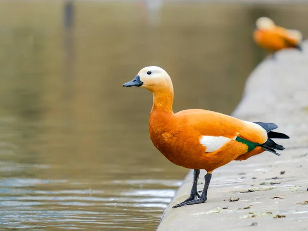 Ruddy Shelduck Står Stranden Damm Staden Dagen Ljust Stor Fågel — Stockfoto