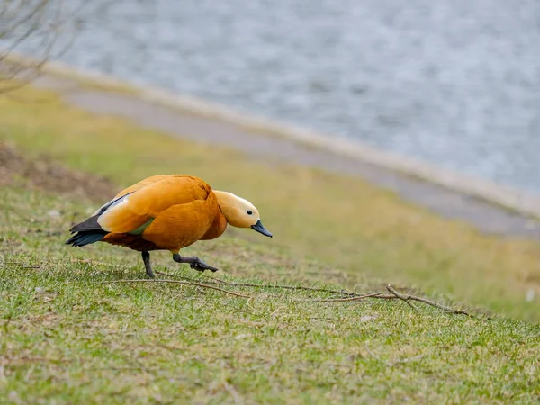 ルディ シェダックは午後に池のほとりの草の中に頭を下げる 鳥は春の交尾ゲーム中に積極的な気分にあります 背景はとてもぼやけています — ストック写真