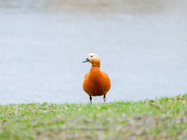 Canard Roux Tient Sur Herbe Sur Rivage Étang Dans Après — Photo