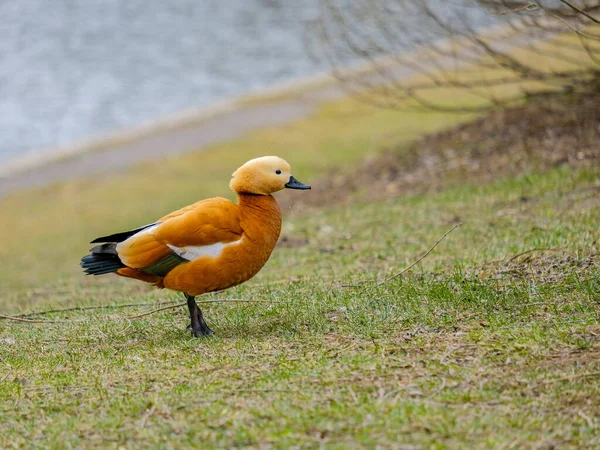 Nachmittags Steht Eine Rostige Ente Auf Dem Gras Ufer Eines — Stockfoto