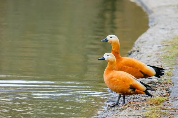 Tagsüber Steht Der Stadt Ufer Eines Teiches Ein Rostiges Entenpaar — Stockfoto
