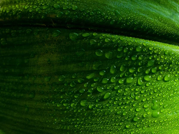 Velké Krásné Lesklé Kapky Průhledné Vody Makro Velkého Zeleného Listu — Stock fotografie