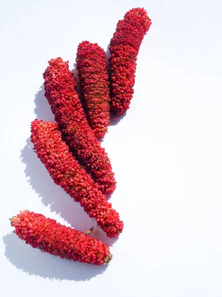 Top view on bright red red alder catkins on a white background. Spring woody flowers. Flat lay. Copy space.