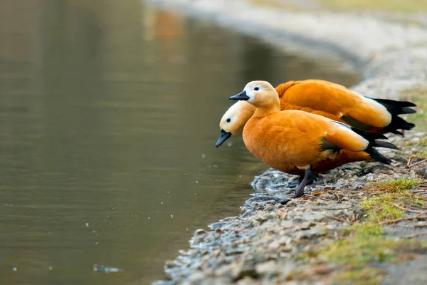 Tagsüber Steht Der Stadt Ufer Eines Teiches Ein Rostiges Entenpaar — Stockfoto