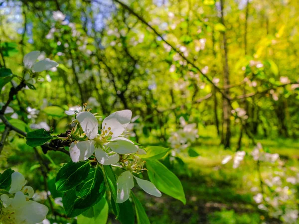 Weiße Zarte Blüten Eines Apfelbaums Auf Einem Zweig Sonnig Warmer — Stockfoto