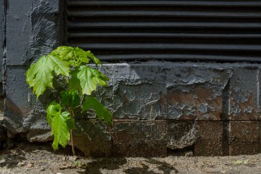 Koyu renkli beton bir duvarın arka planında akçaağaç filizinden yapayalnız küçük bir filiz. Çevresel tema, bitki duvarın tabanından asfalt ve betondan geçiyor..