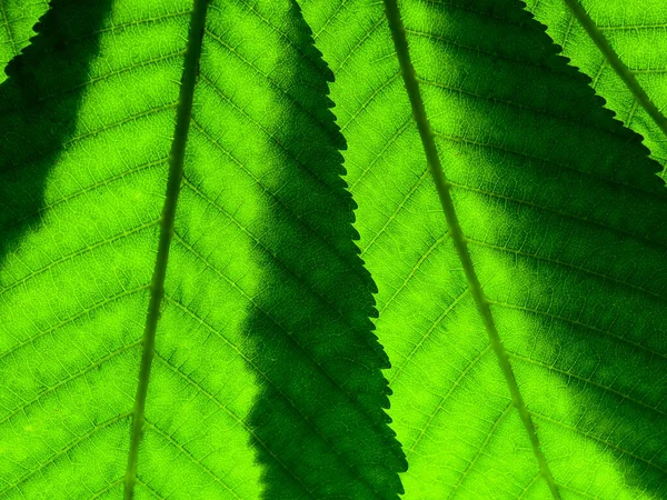 Fragment Dvou Zelených Listů Žílami Překrývajícími Zblízka Lumenech Podsvícení Slunce — Stock fotografie