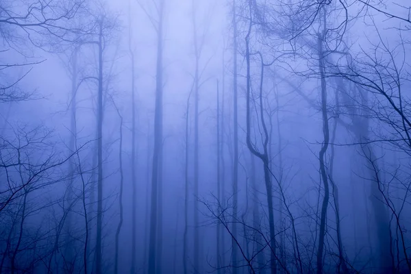Floresta Nebulosa Fundo Inverno — Fotografia de Stock