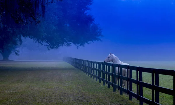 Caballo Blanco Cerca Valla Niebla —  Fotos de Stock