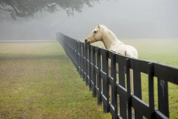 Cavalo Branco Perto Cerca Nevoeiro — Fotografia de Stock