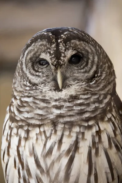 Porträtt av utesluten Owl — Stockfoto