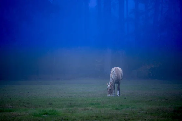 Cavalo Pastando Noite Nebulosa Lua — Fotografia de Stock
