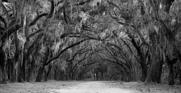 Avenue of oaks and spanish moss in American deep south